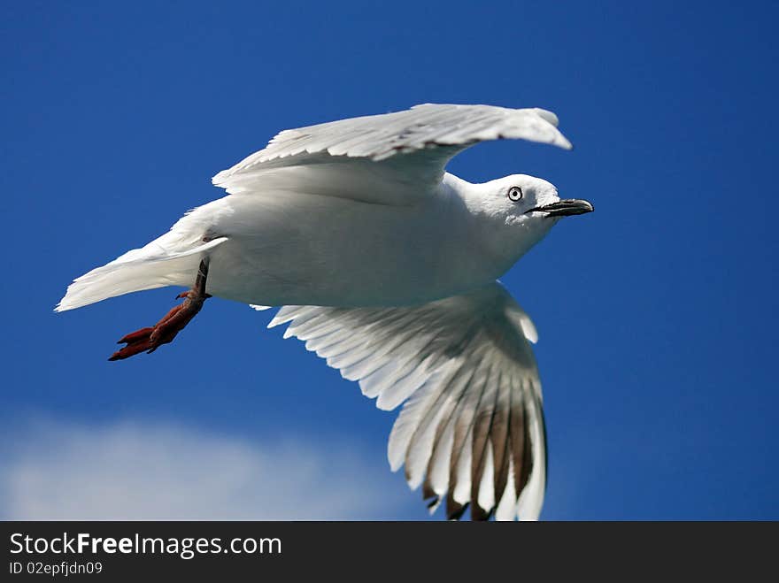 A sea gull is flying