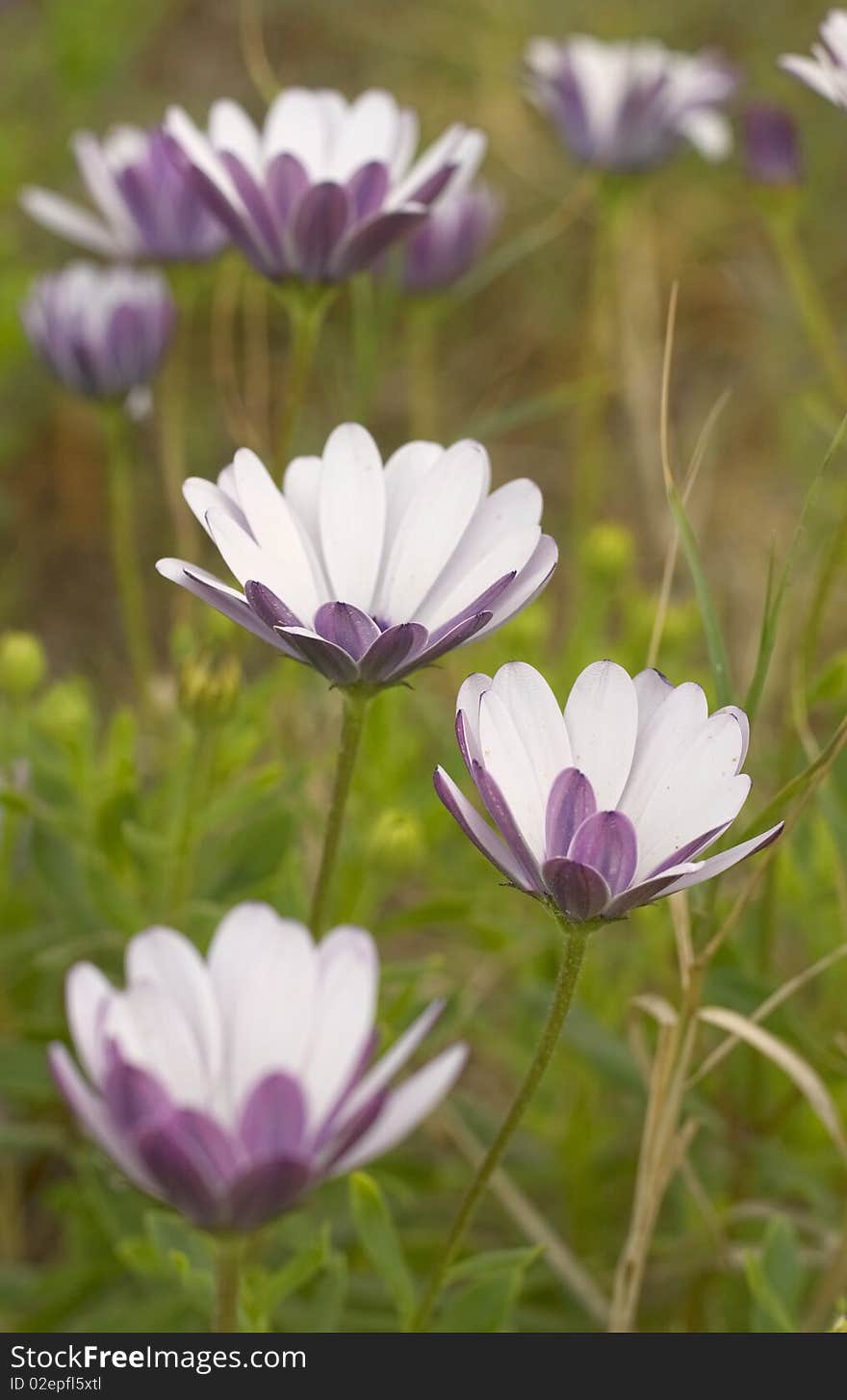 Close up flowers in a garden with background