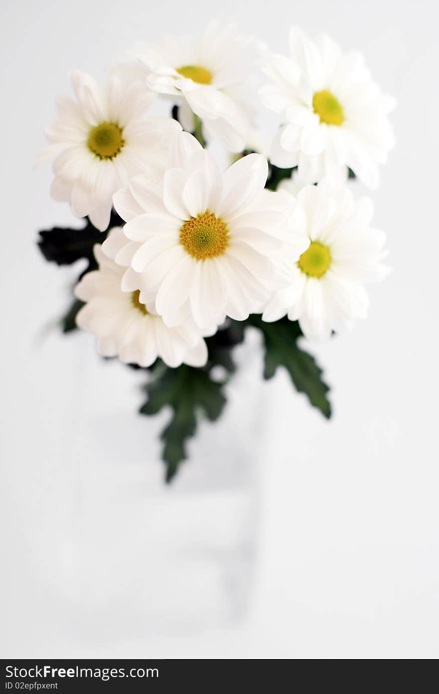 An image of beautiful white chyisanthemums in a vase. An image of beautiful white chyisanthemums in a vase