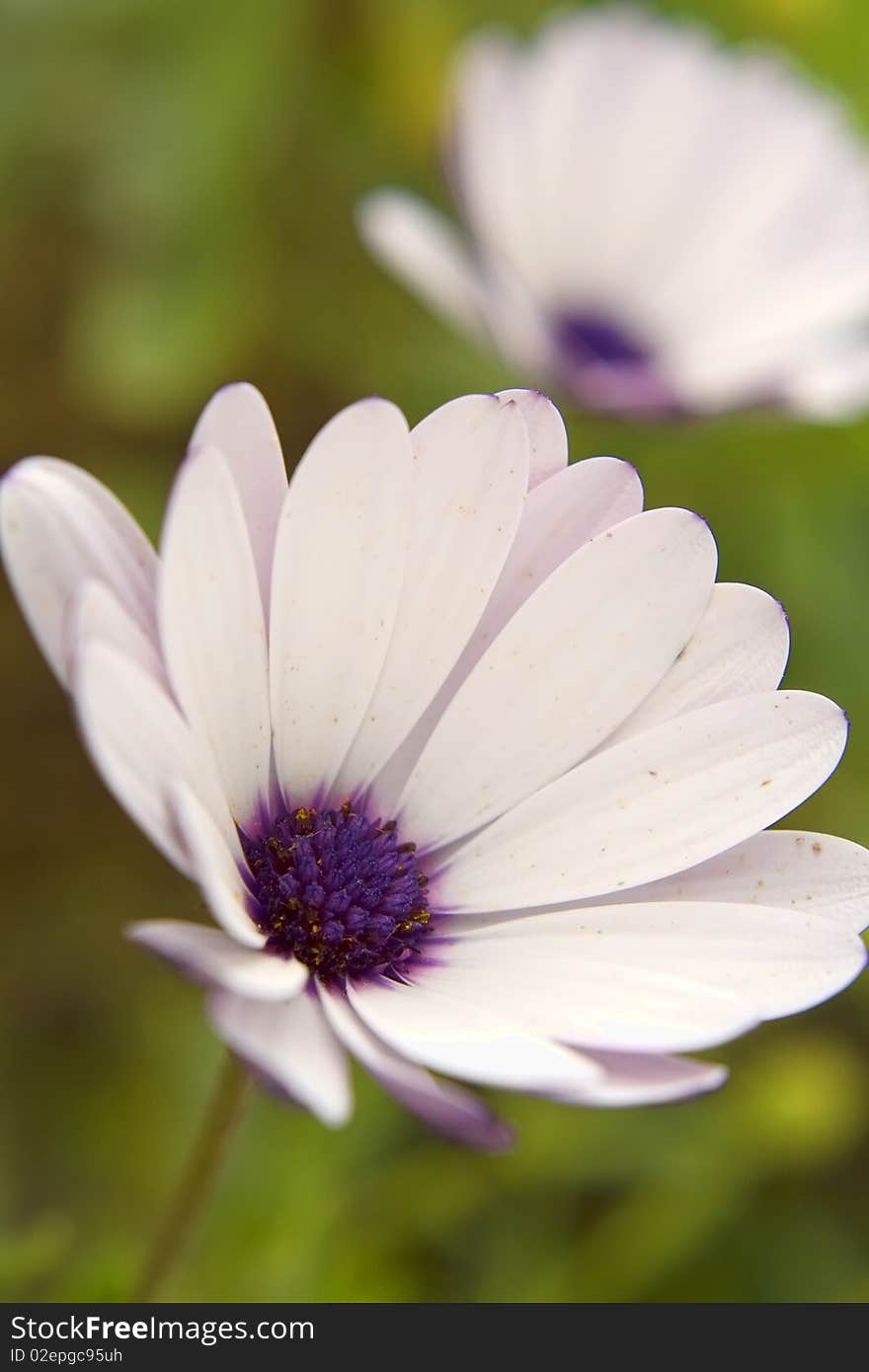 Close up flower in a garden with background