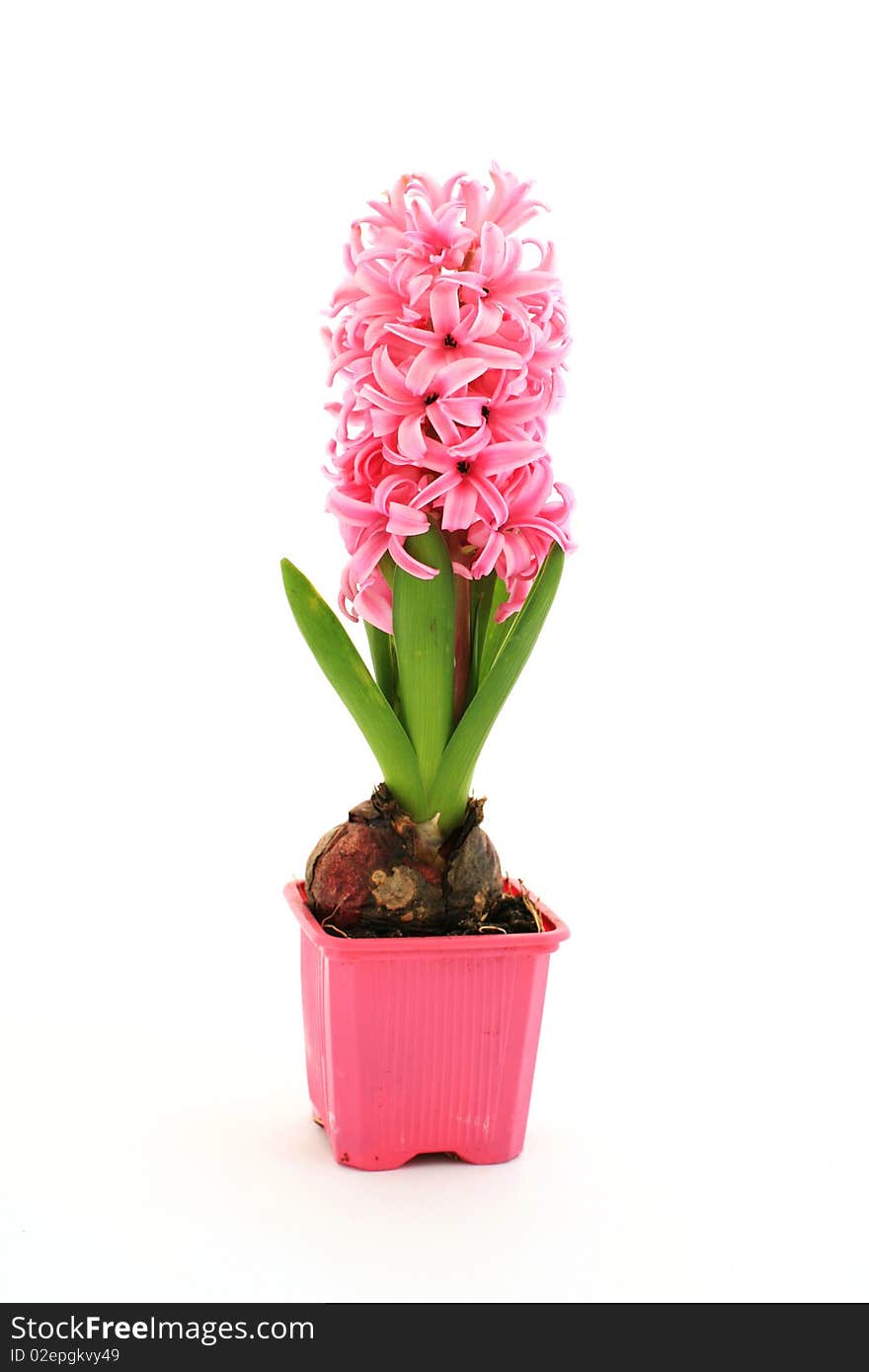 An image of pink flower in a pot