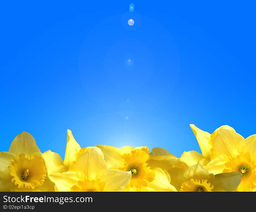 Yellow flowers on a blue sky. Yellow flowers on a blue sky