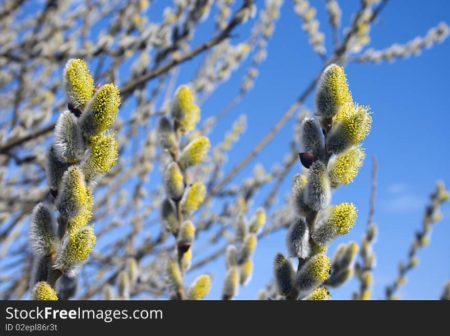 Flower of Pussy Willow