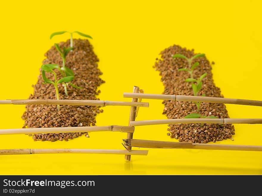 A series: a macrocomposition - vegetable patches behind a fence