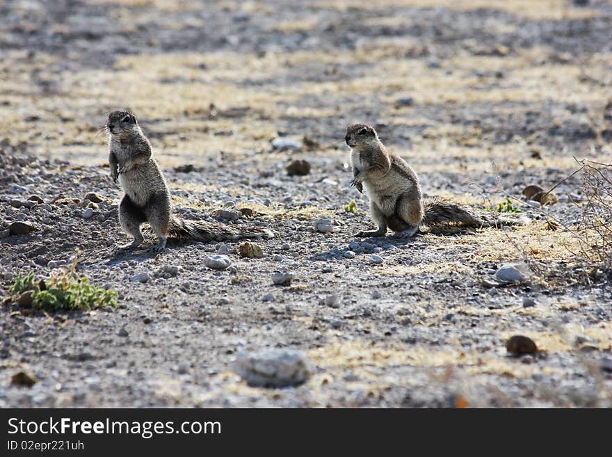 Namibian wild life, Etosha park, dry season. Namibian wild life, Etosha park, dry season