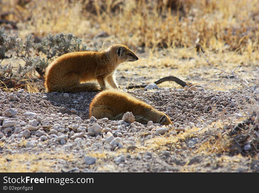 Namibian wild life, Etosha park, dry season. Namibian wild life, Etosha park, dry season