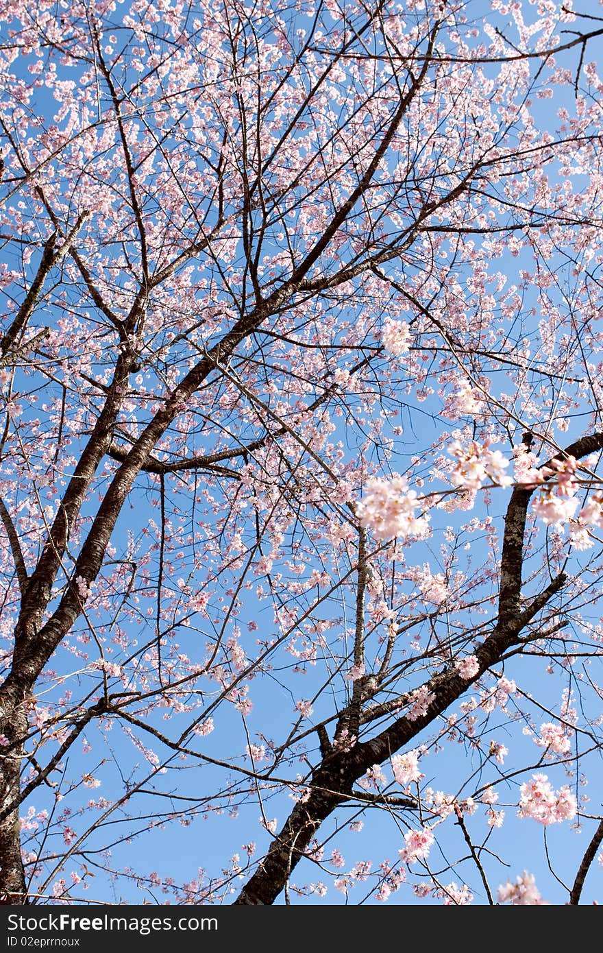 Flowers are growing in Thailand. Flowers are growing in Thailand