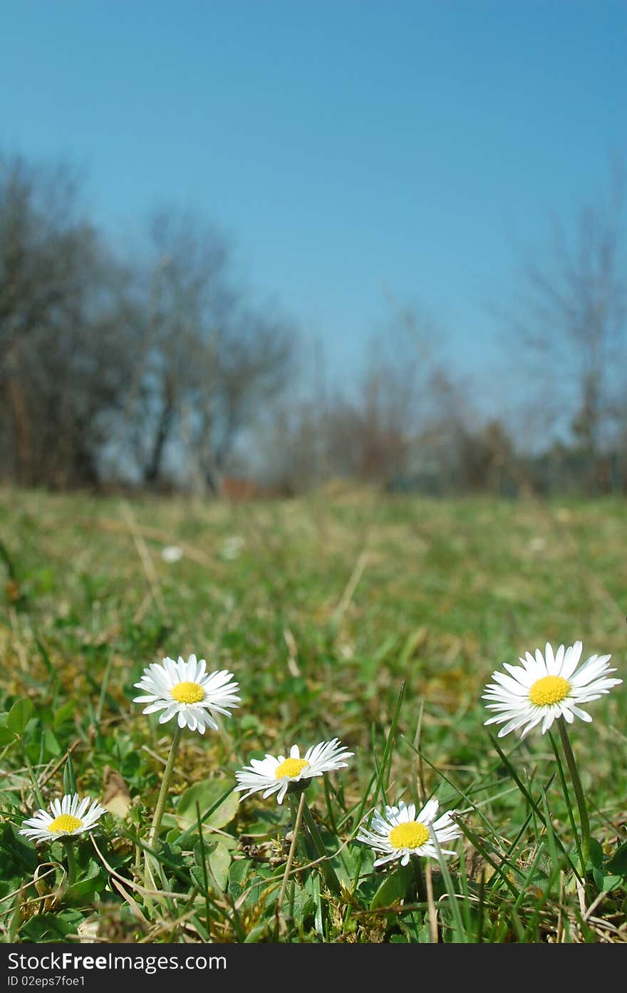 Macro photo of beautiful spring daisies. Macro photo of beautiful spring daisies