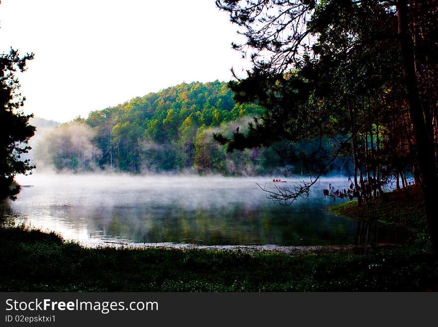 Mist in forest