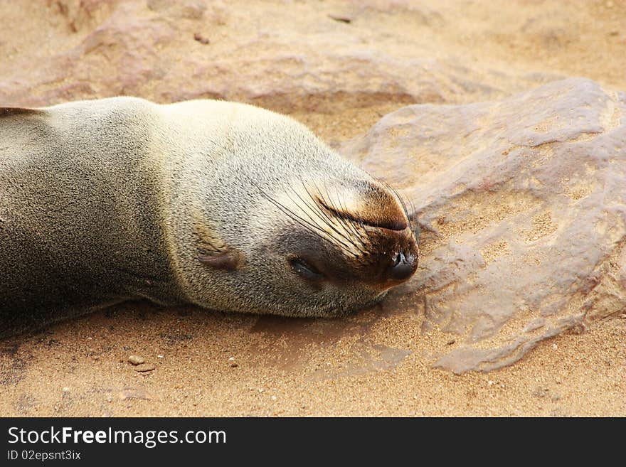 Namibian wild life, Cape Cross, dry season. Namibian wild life, Cape Cross, dry season