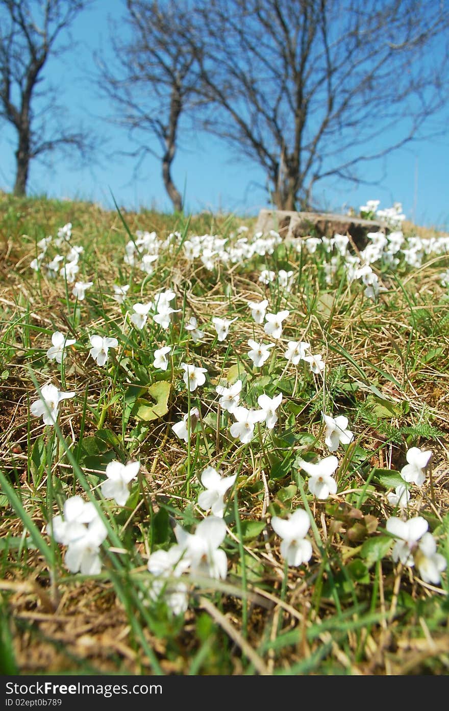 photo of white Viola persicifolia in meadow. photo of white Viola persicifolia in meadow