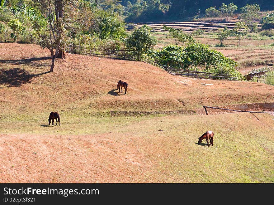 Landscape showing horses are eating grass. Landscape showing horses are eating grass