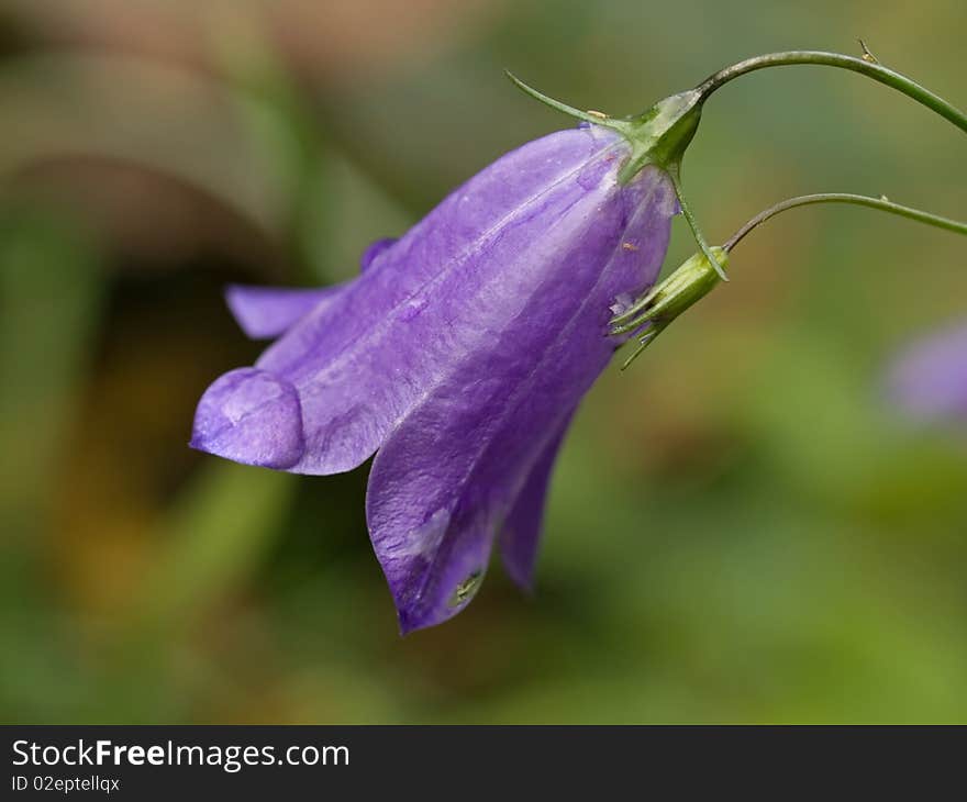 Violet bellflower (Campanula) macro with dew beside a small footpath (France - Limousin).