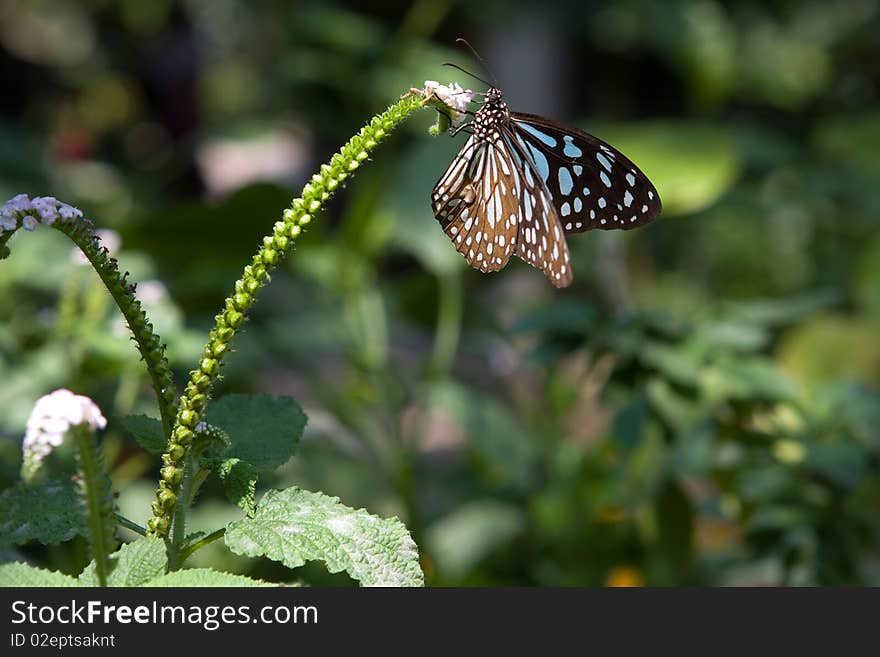 Thai Butterfly