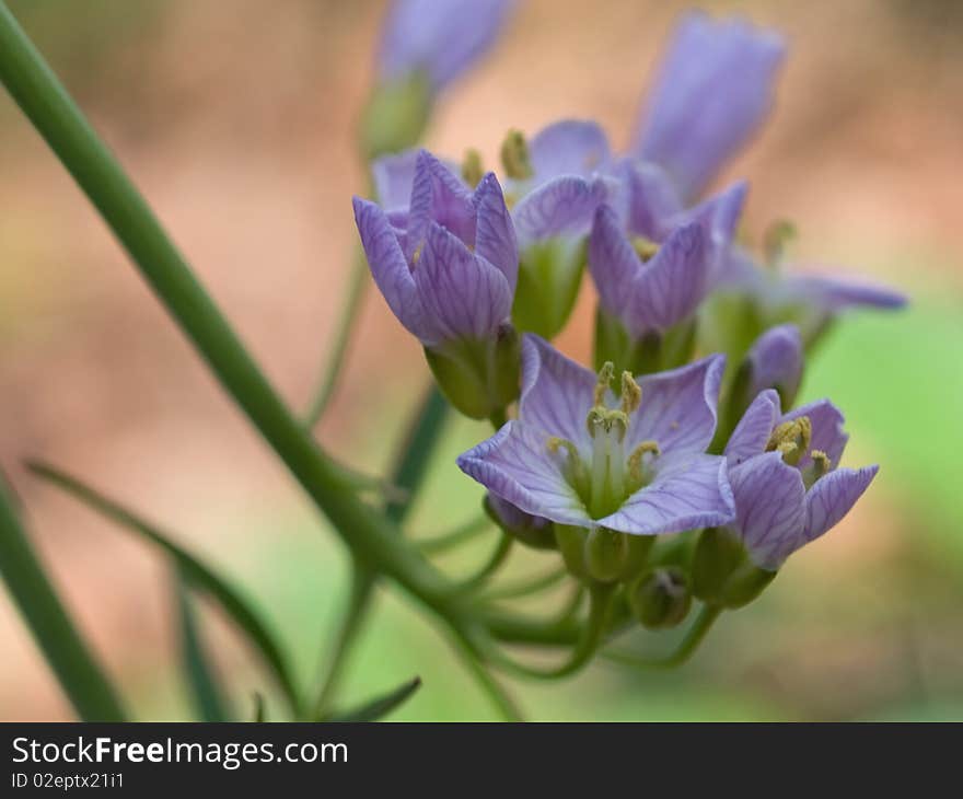 Cuckooflowers