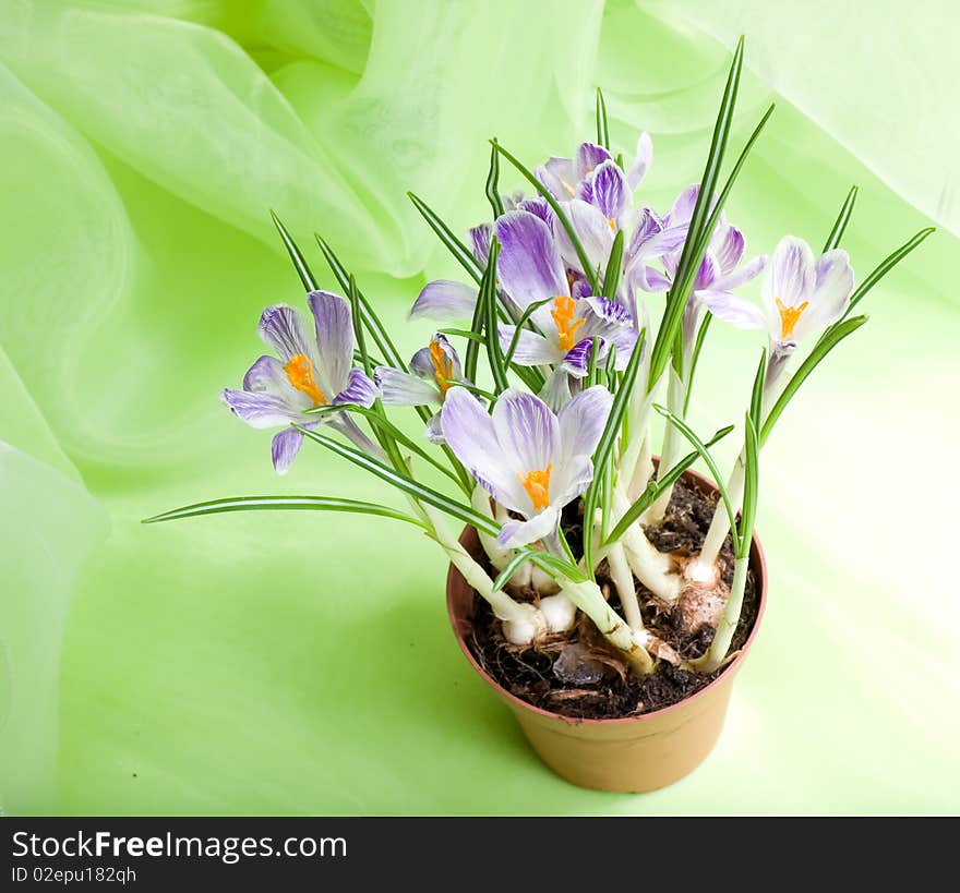 First spring flowers.  Crocuses   on the soft green fabric. First spring flowers.  Crocuses   on the soft green fabric.