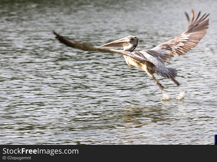 Taking Off Bird