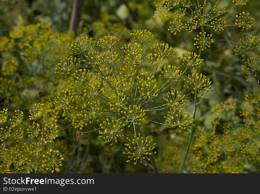 Blooming fennel