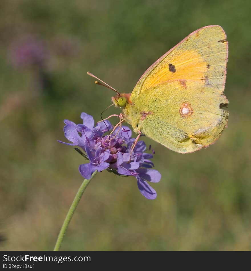 Clouded Yellow on field scabious