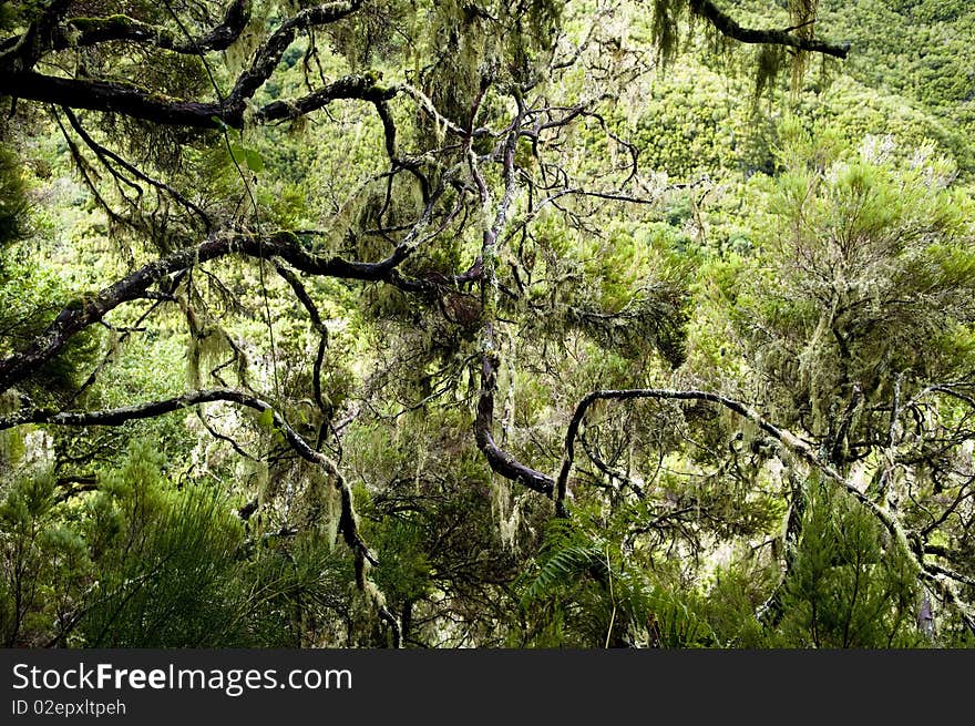 The mountain forest, Madeira, Portugal