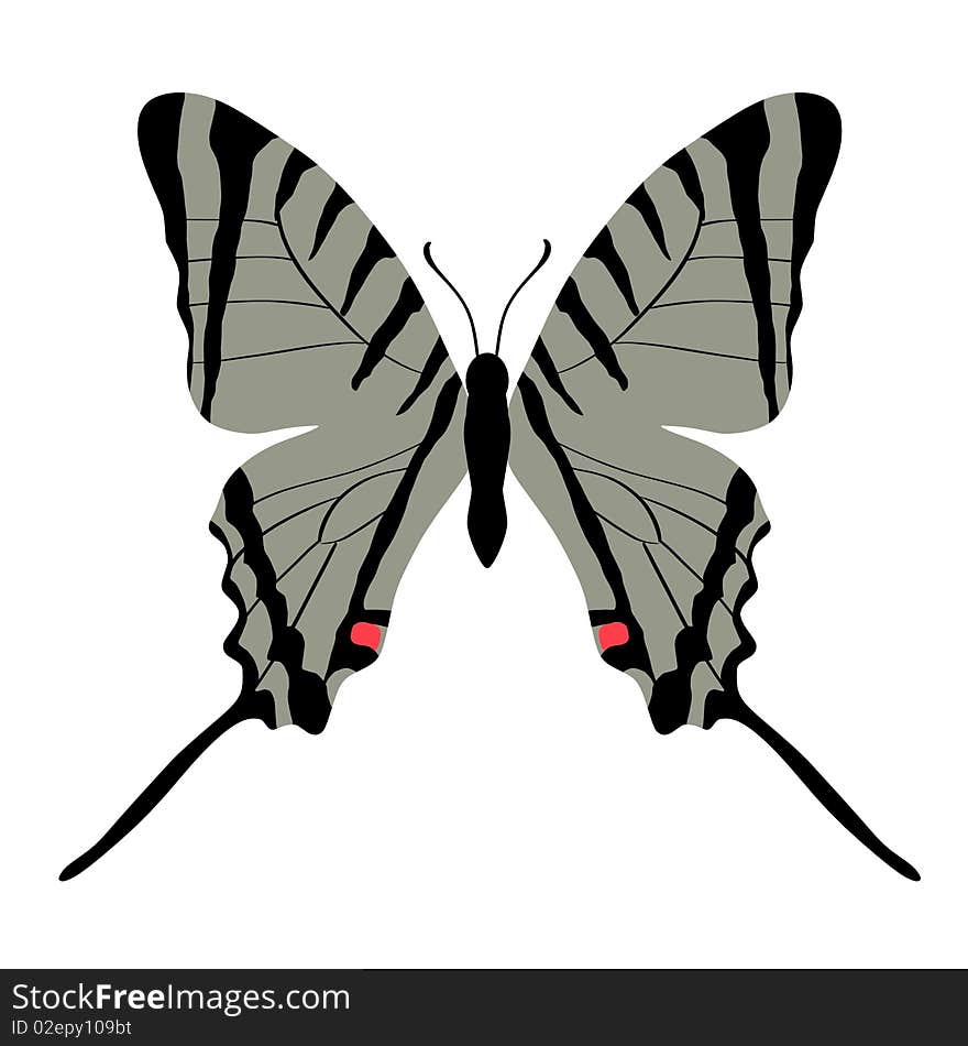 Vector illustration of butterfly eurytides agesilaus autosilaus