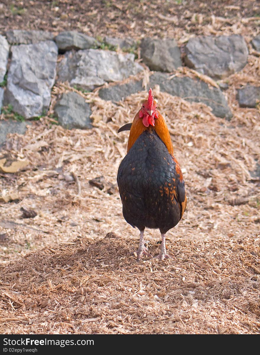 Red rooster standing on the pile of  sawdust in chicken farm