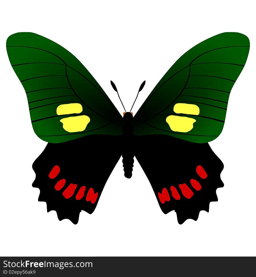 Vector illustration of eurytides harmodius butterfly