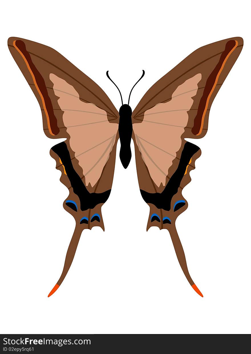 Vector illustration of swallowtail butterfly