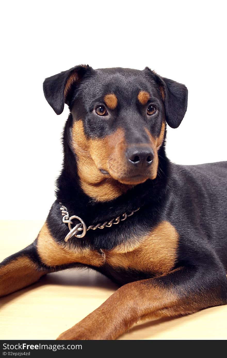 Cute Rottweiler Pincher