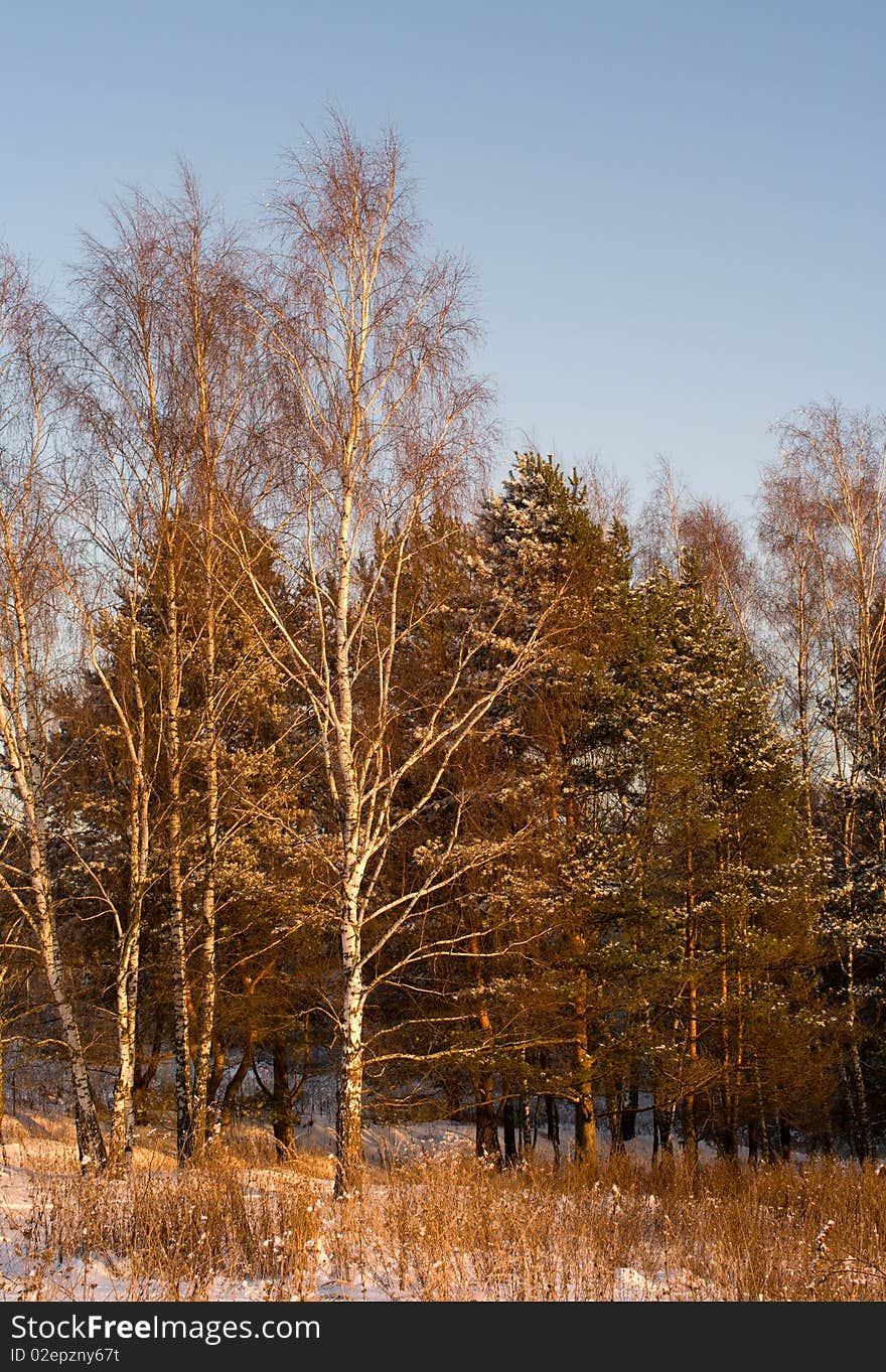 Evening forest.