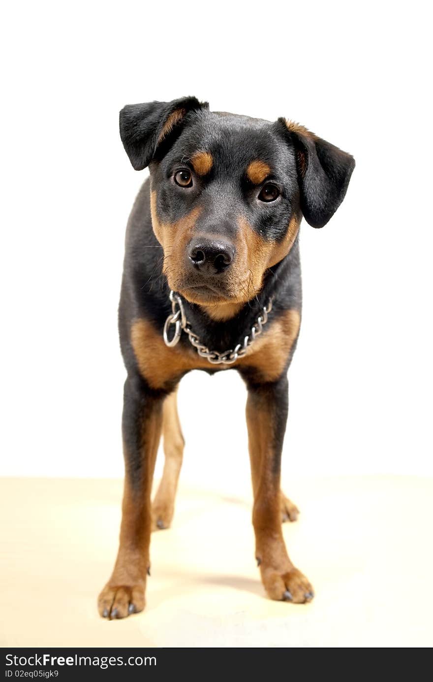 Cute Rottweiler Pincher