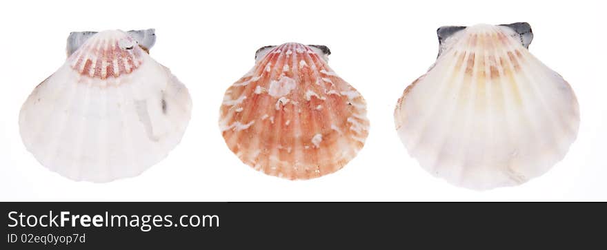 Seashell Trio