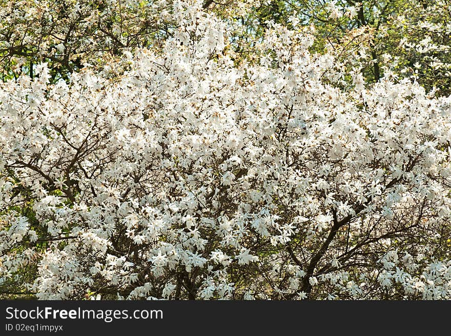 White Blossom