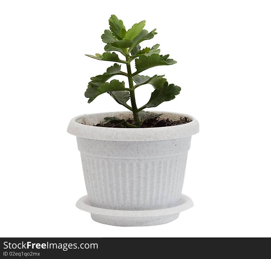 Green sprout in a small pot on a white background. Green sprout in a small pot on a white background