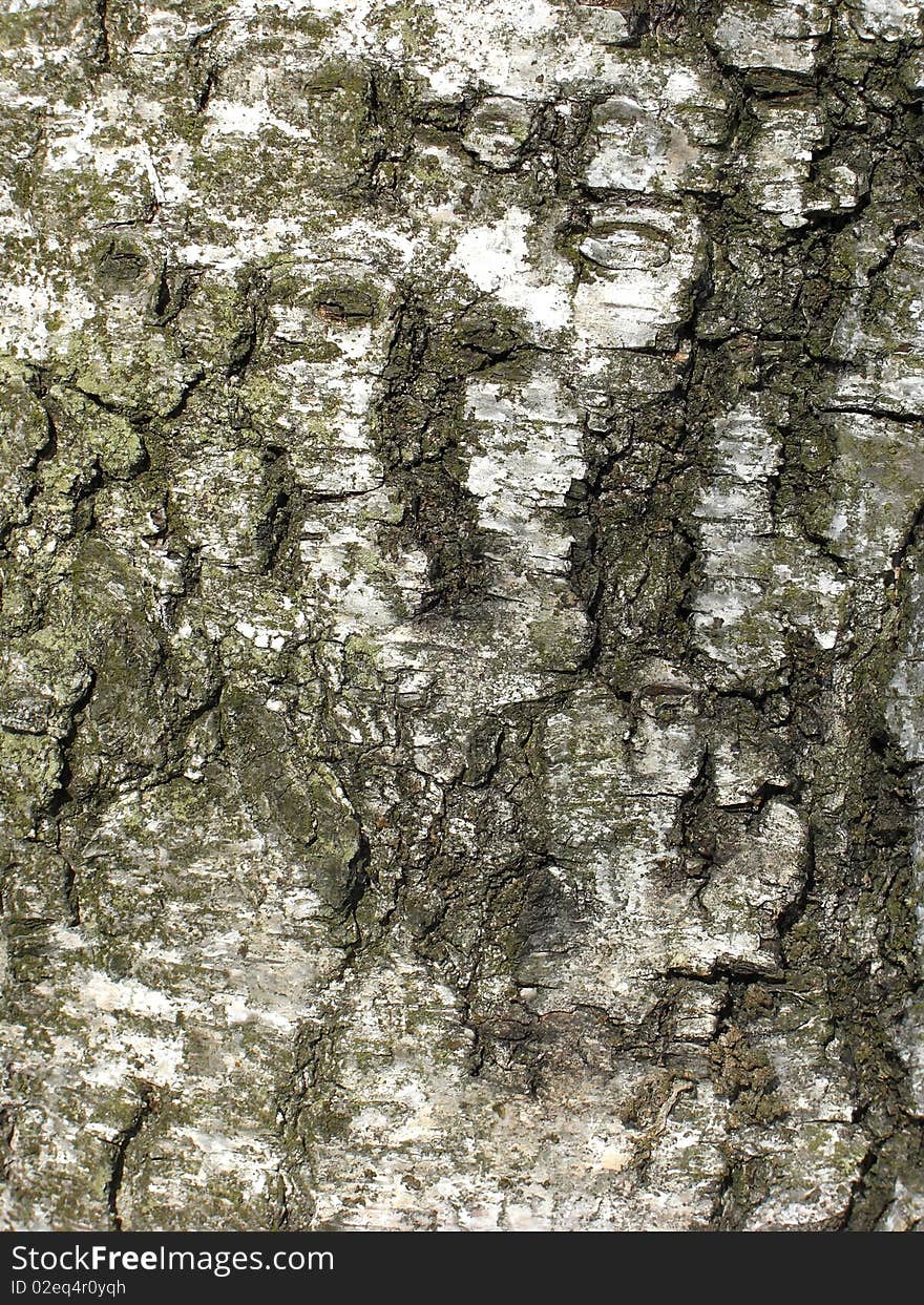 Texture of an old birch tree at a sunny day. Texture of an old birch tree at a sunny day