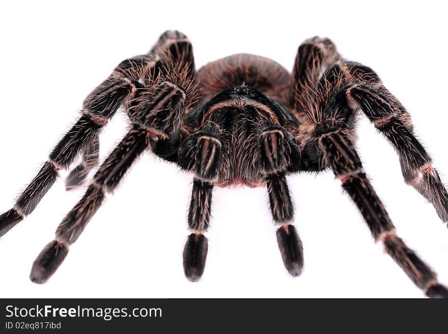 Close-up of big spider Tarantula isolated on the white background