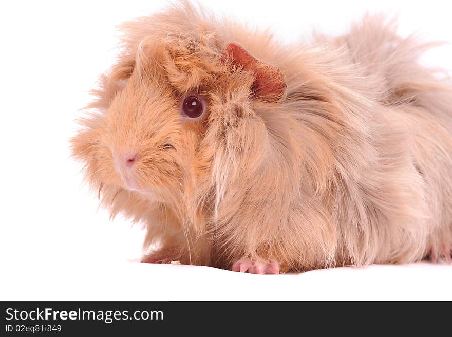 Cavy Guinea pig on the white background