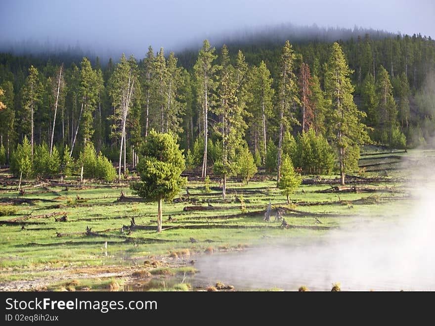 Forest Framed In Steam And Mist