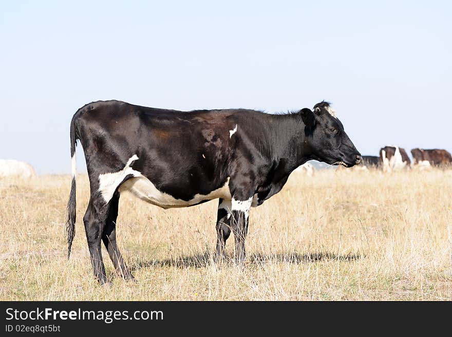 Cow on meadow