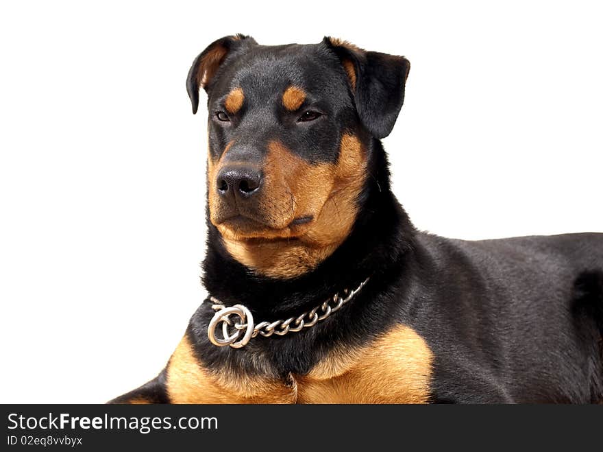 Cute Rottweiler Pincher