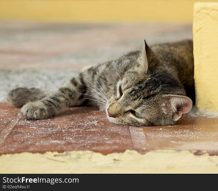 A sad stray kitten resting on the concrete