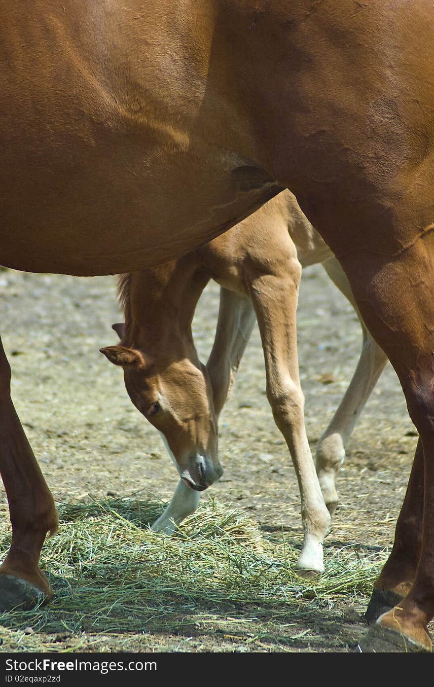 Mare and Foal