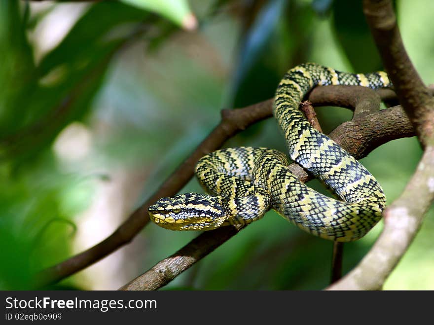 Wagler's Pit Viper snake on branch. Location in Singapore. Scientific name: Tropidolaemus wagleri .