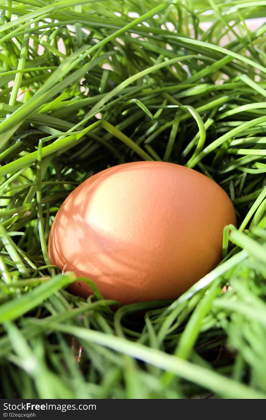 Chicken brown egg in long grass nest