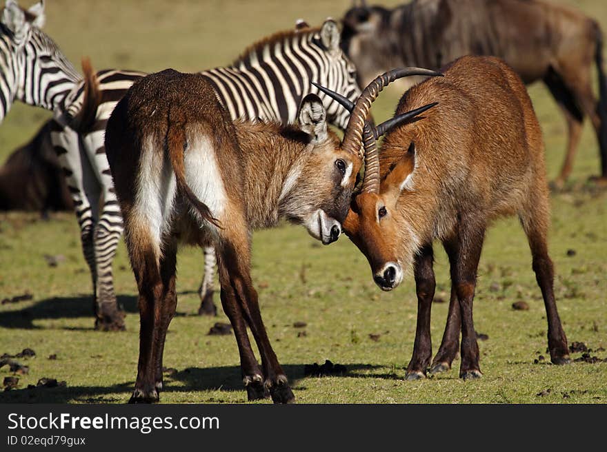 Waterbuck Antelopes Fighting, Kenya