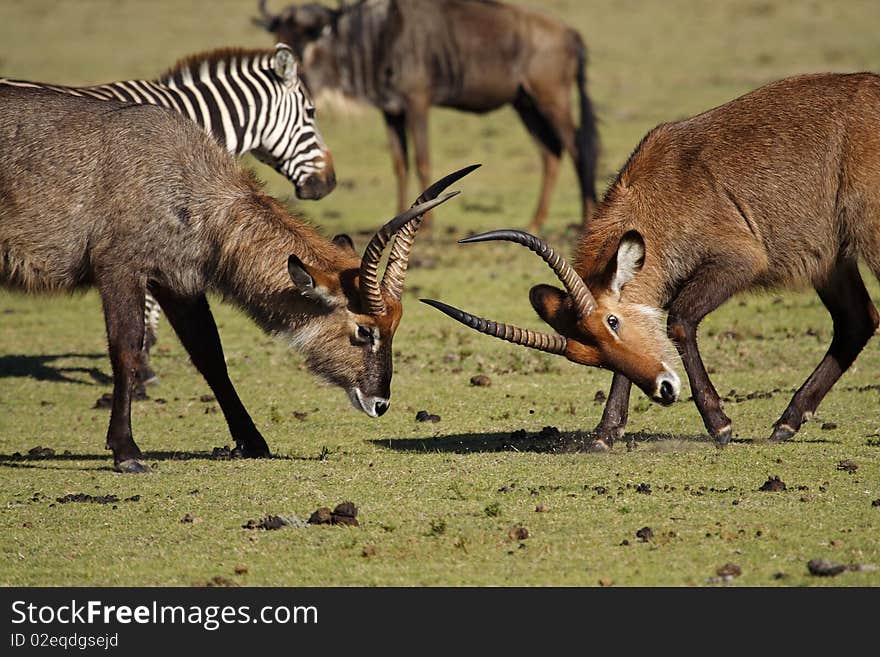 Waterbuck Antelopes Fighting, Kenya