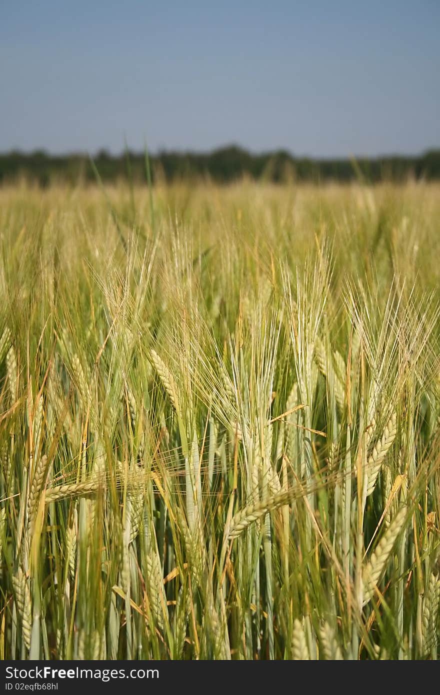 Wheat field landscape with vertical orientation and copy space at top