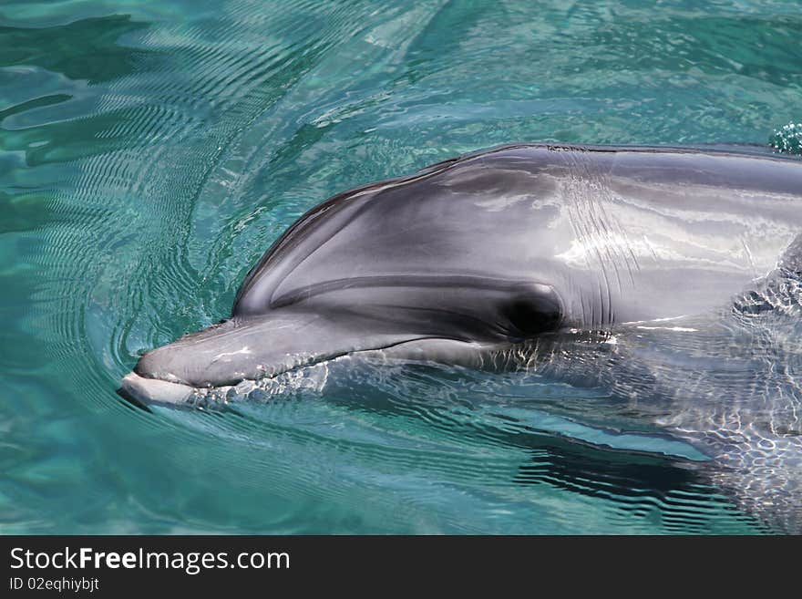 Dolphin swimming in the dolphin resort in eilat, Israel