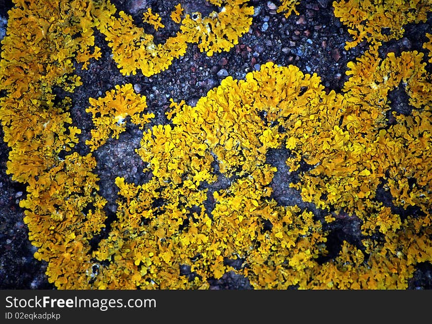 Lichens