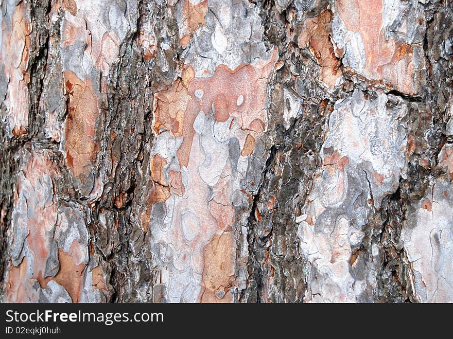 Pine bark